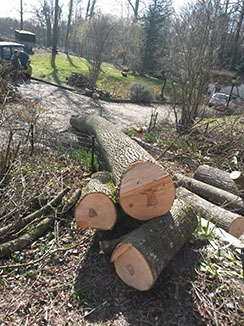 elagage abattage La Ferté-sous-Jouarre, 77260
