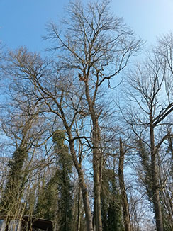 elagage abattage Montmirail, 51210